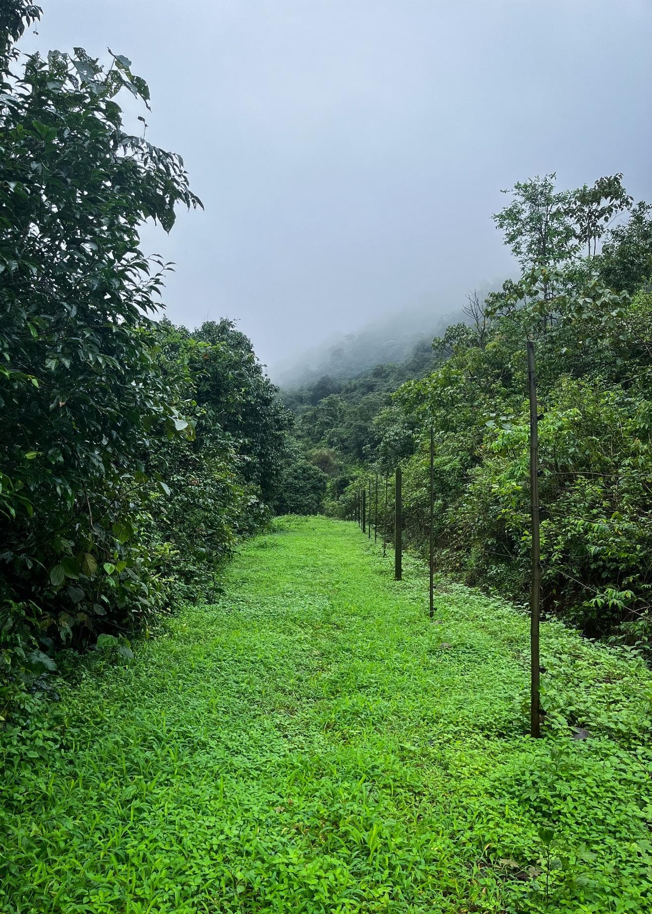 Well laid out trails through plantations