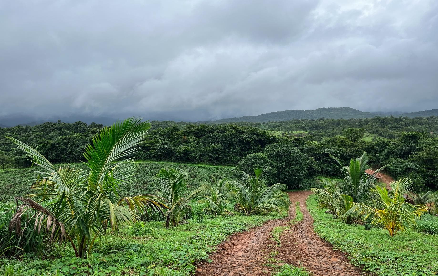 Coconut plantation lining the trails
