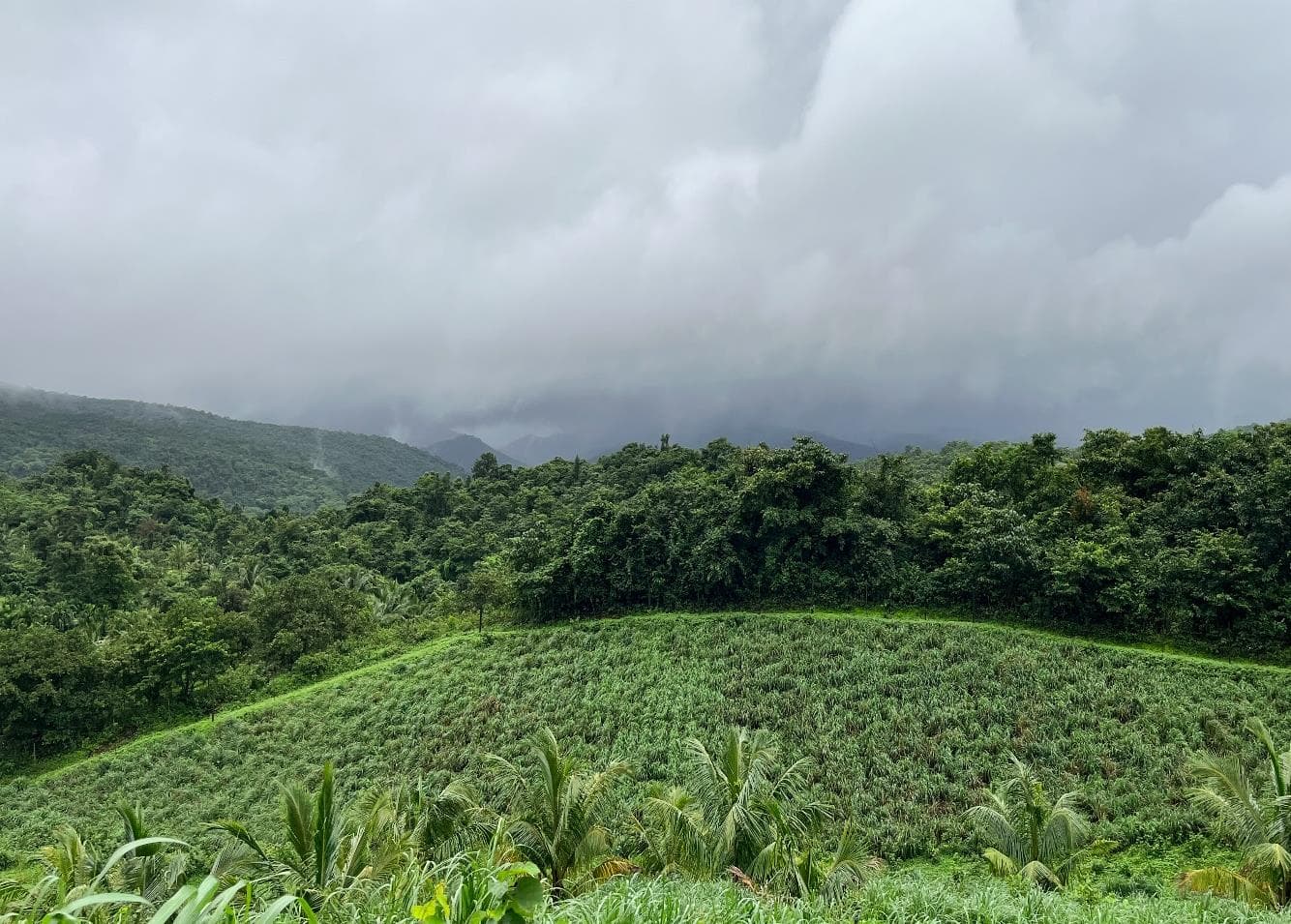 Lemongrass plantation and oil extraction