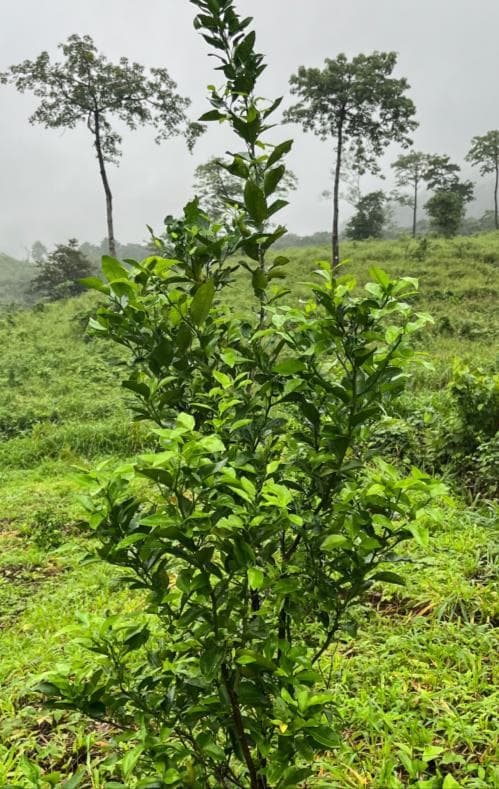 Orange plantation
