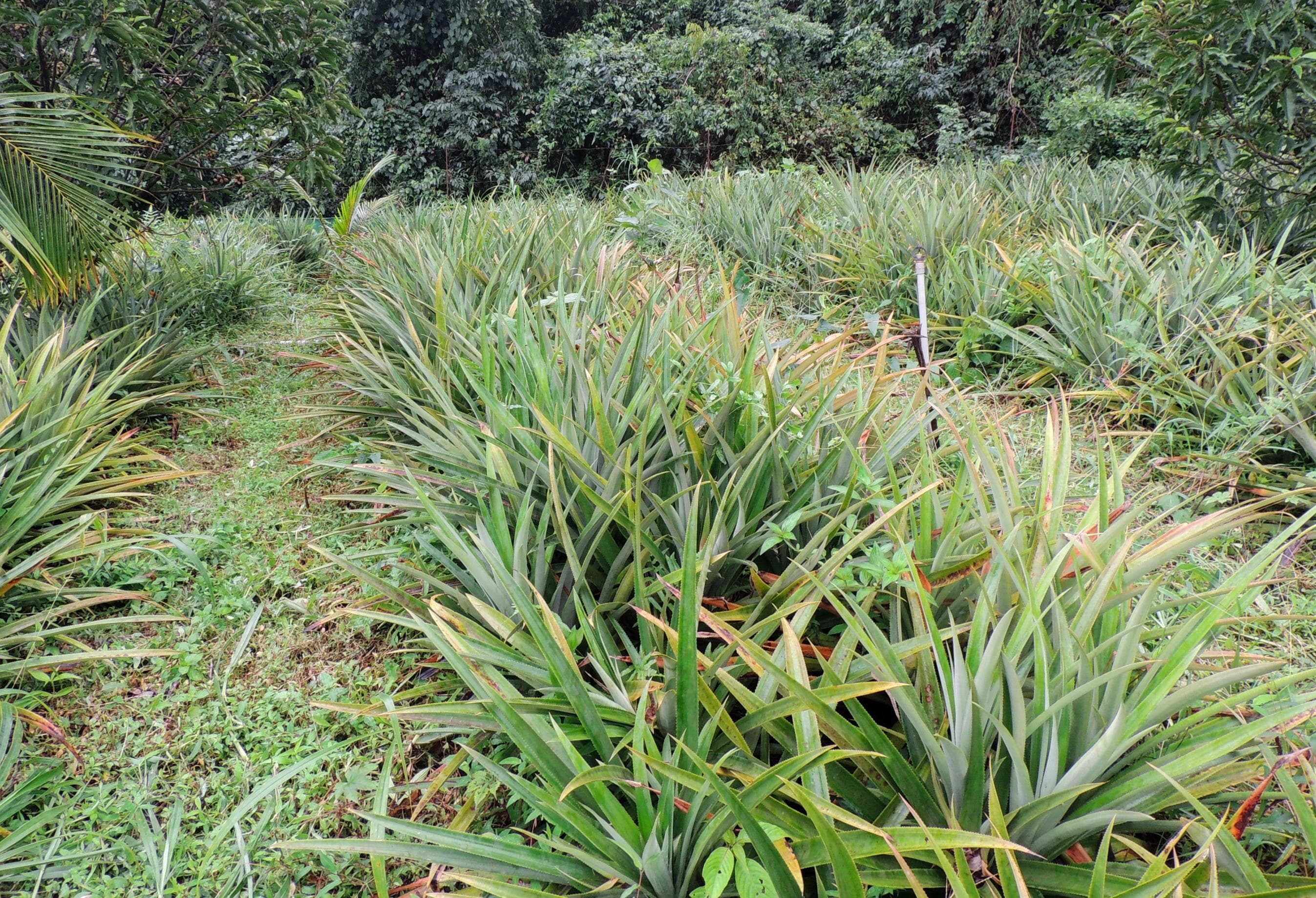 Organic pineapple farming