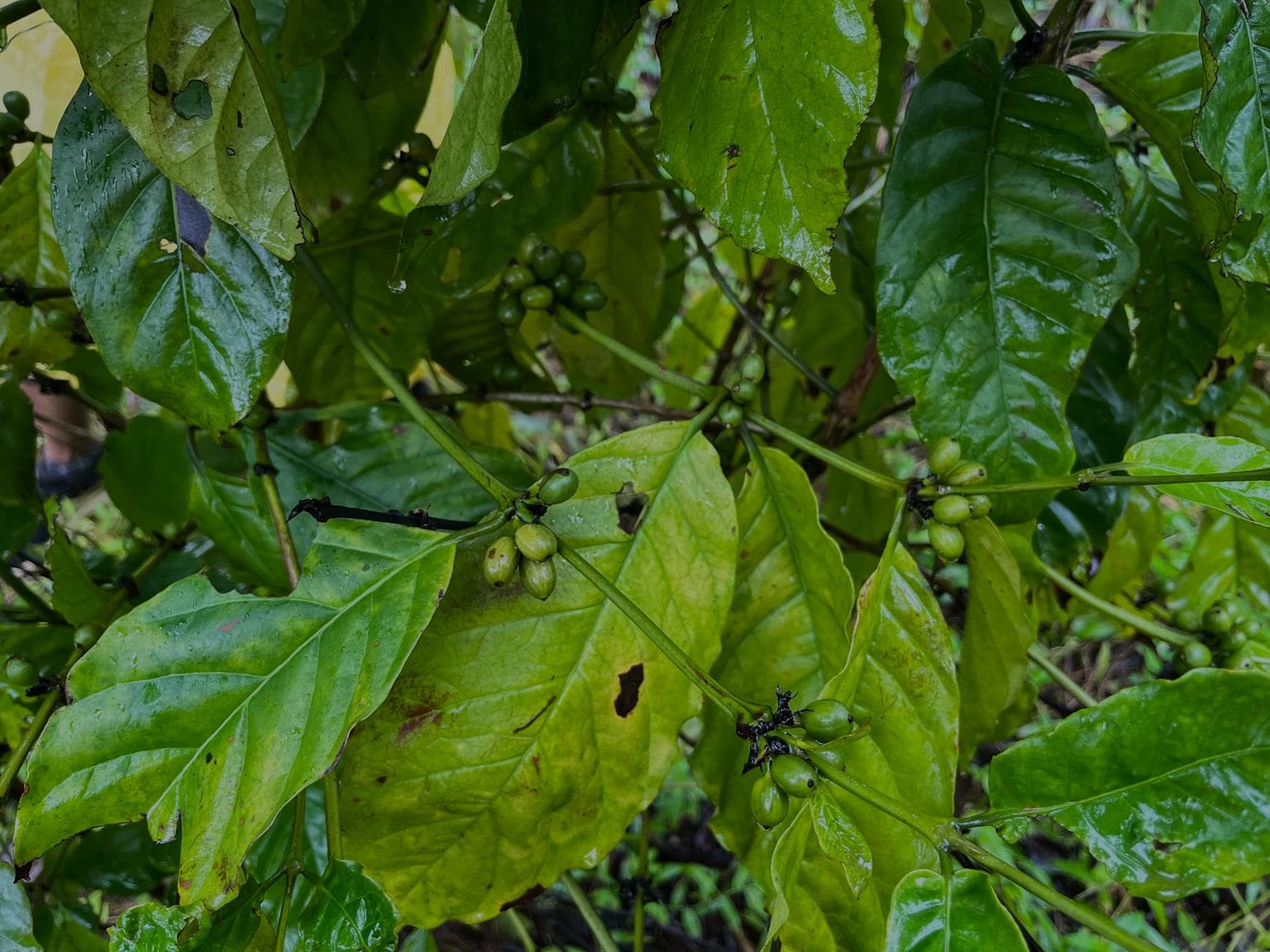 Coffee plantation