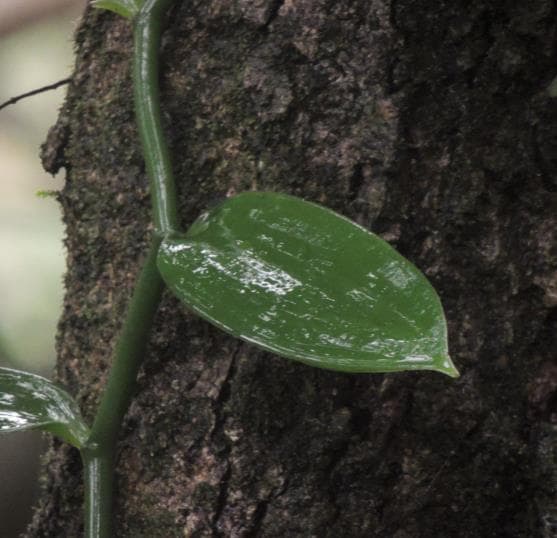 Black pepper and vanilla plantations