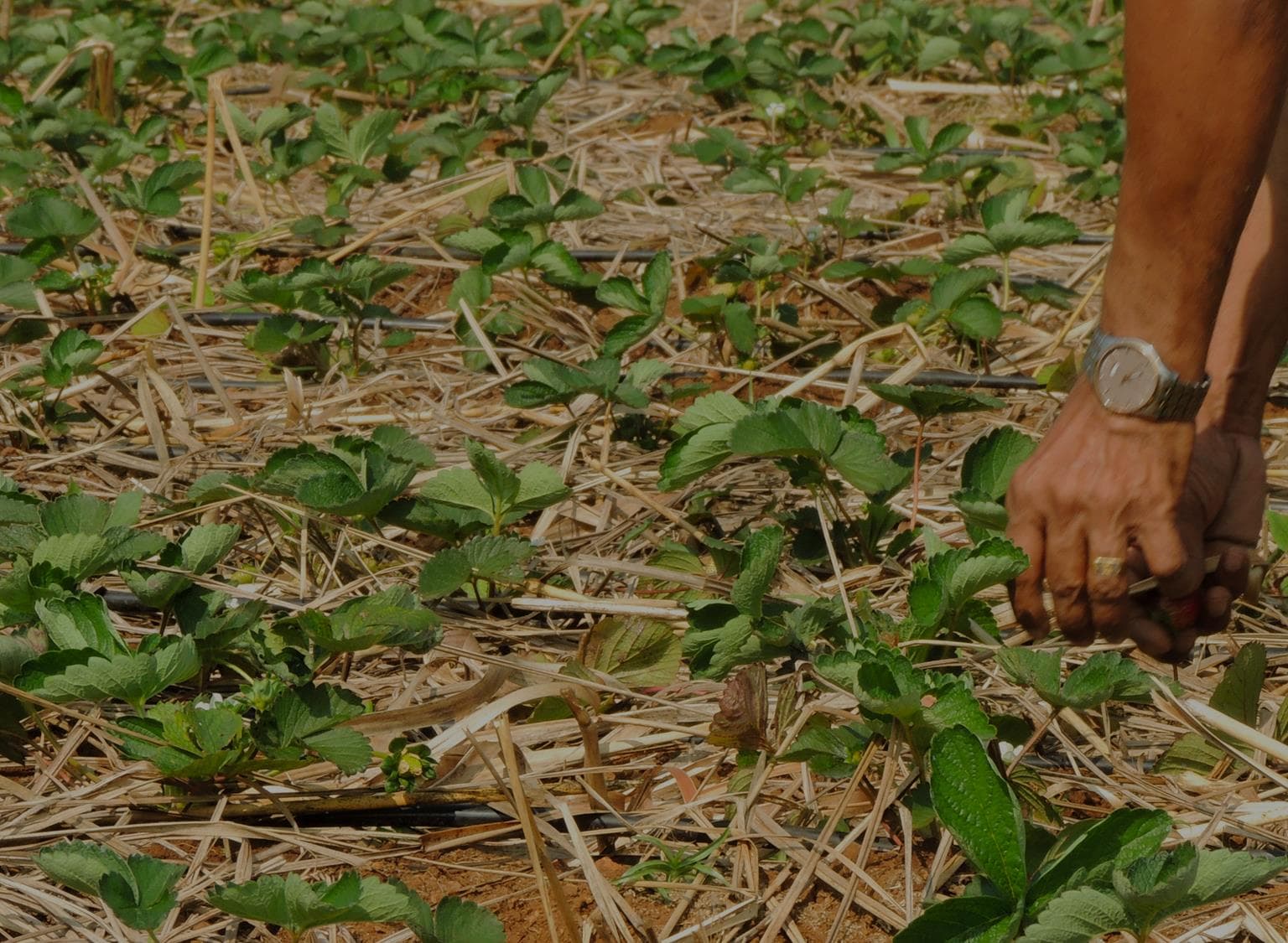 Organic strawberry plantation