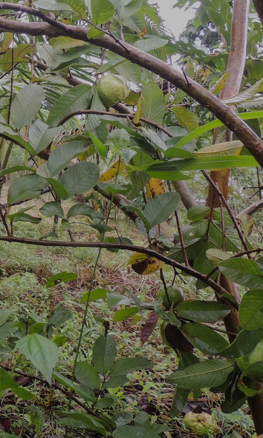 Fresh fruits along the trails