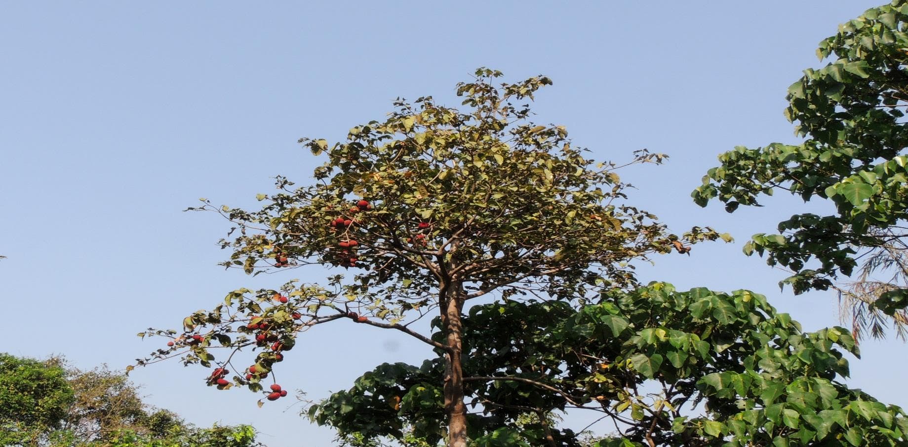 Mallotus Philippensis - Kumkum tree