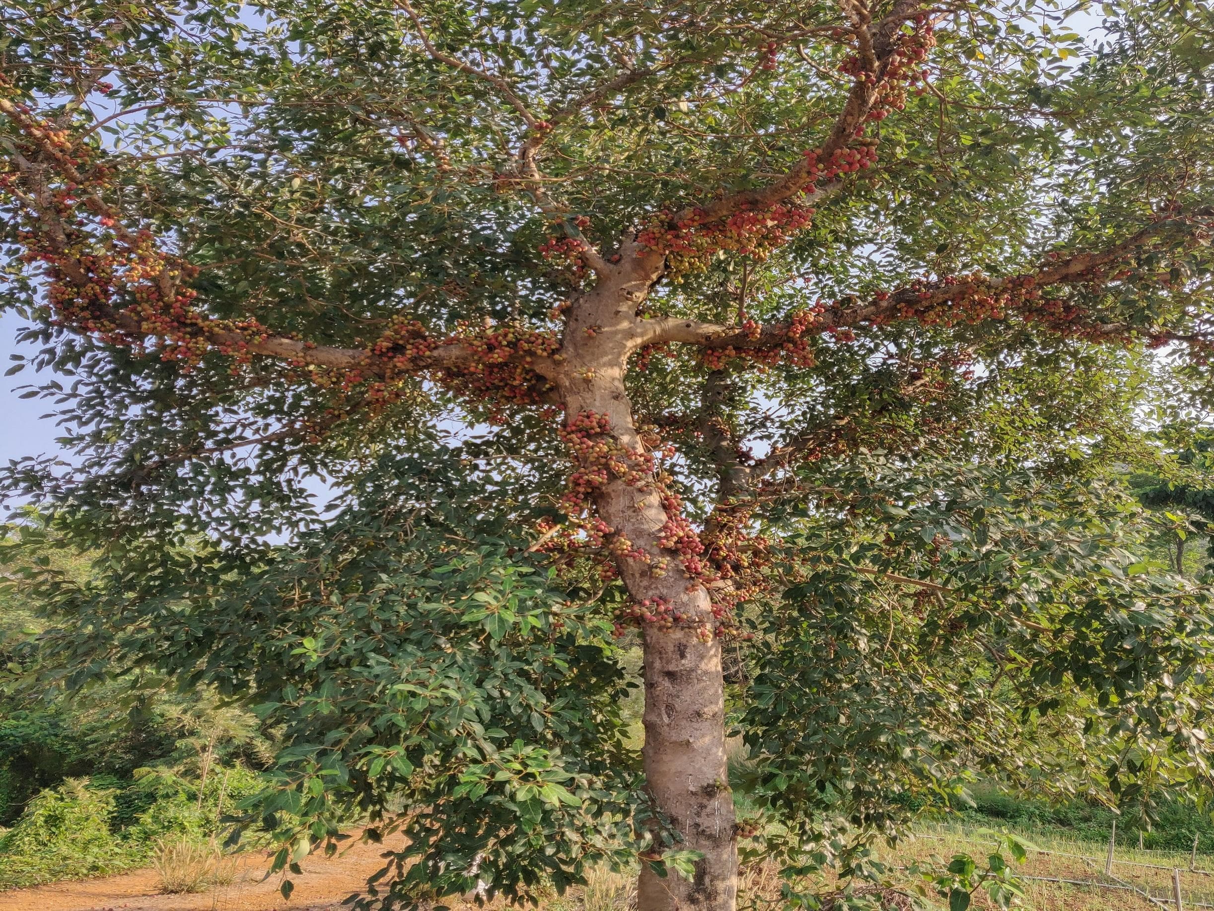 Sacred fig tree - Ficus Religiosa