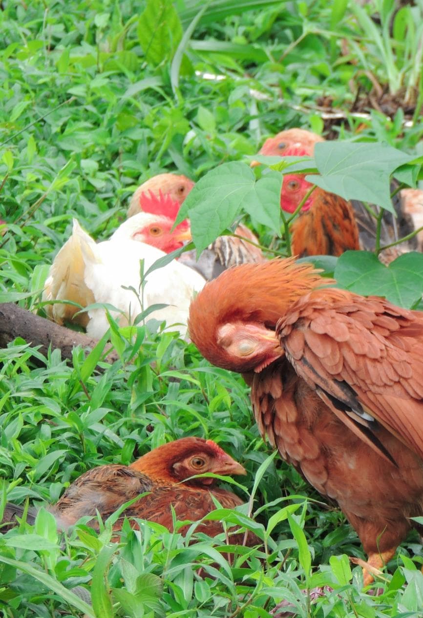 Chickens roaming freely on the organic poultry farm