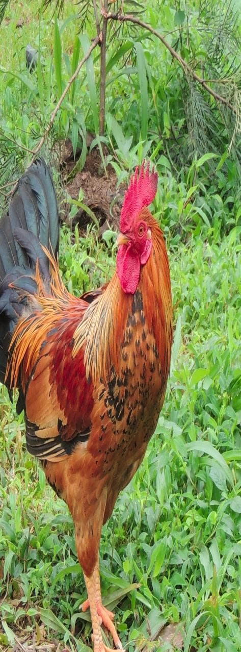 Rooster on the organic poultry farm