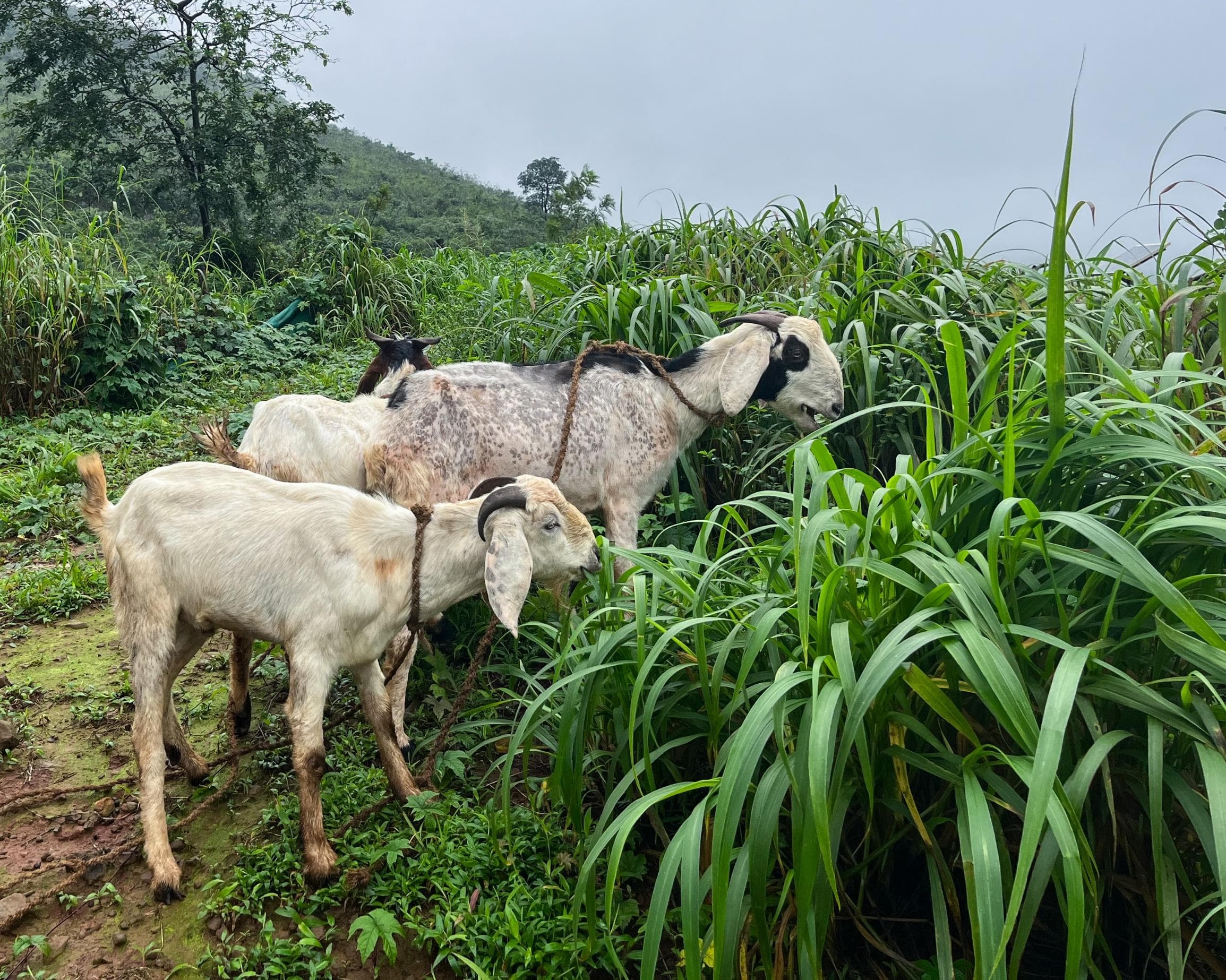 Goat farm