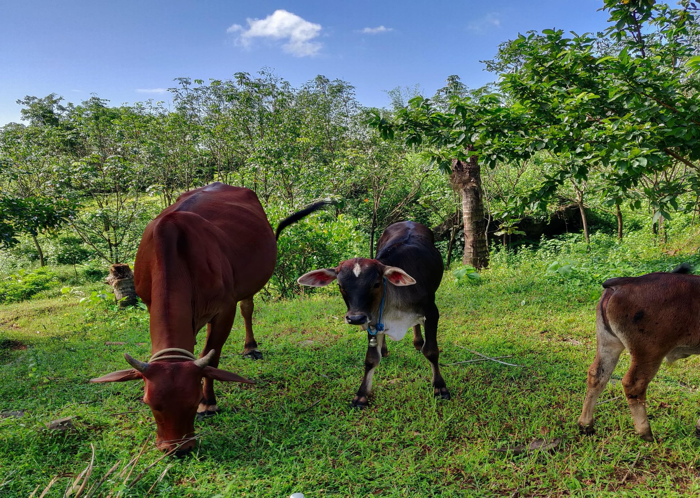 Cows grazing on the organic farm