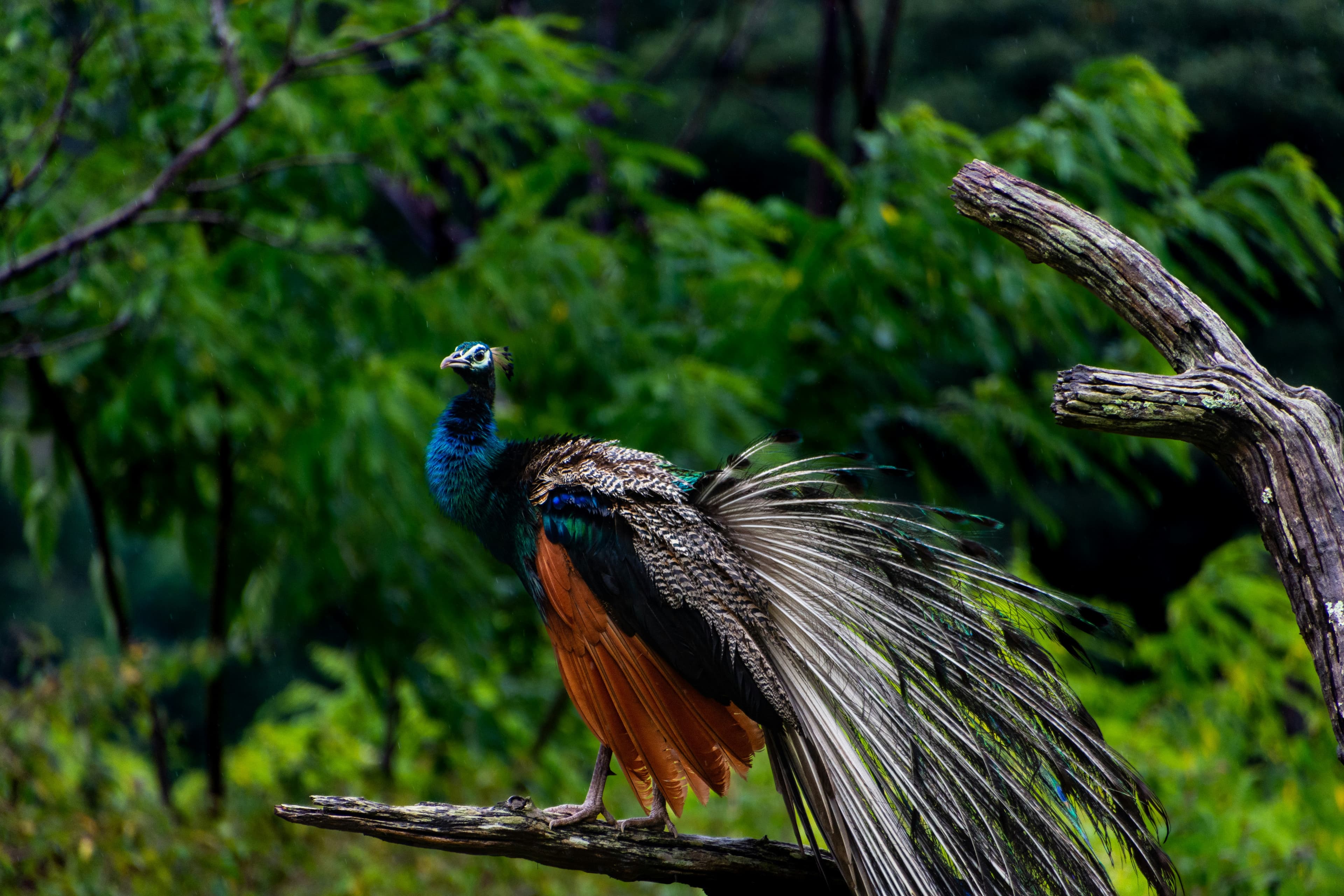 Indian peafowl in a lush forest — wildlife at Kannai